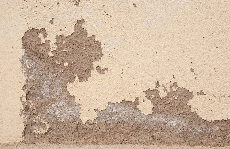 Salpêtre et moisissures sur un mur humide