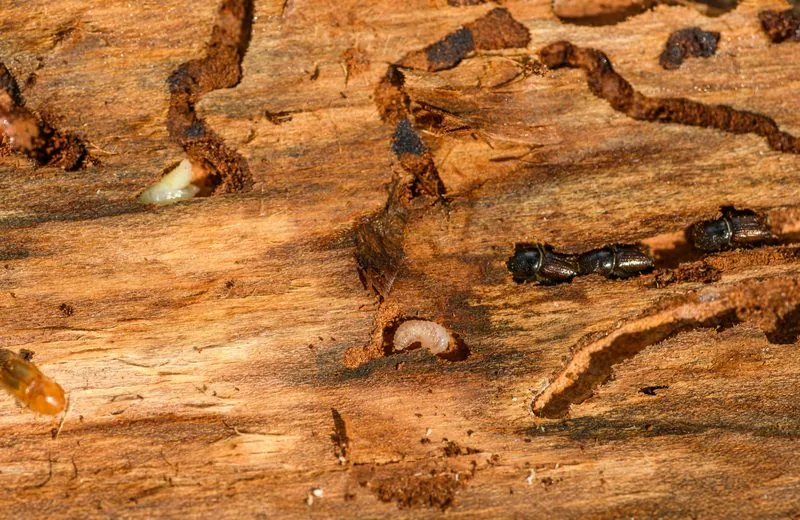 Insectes xylophages et galeries dans le bois d'une charpente