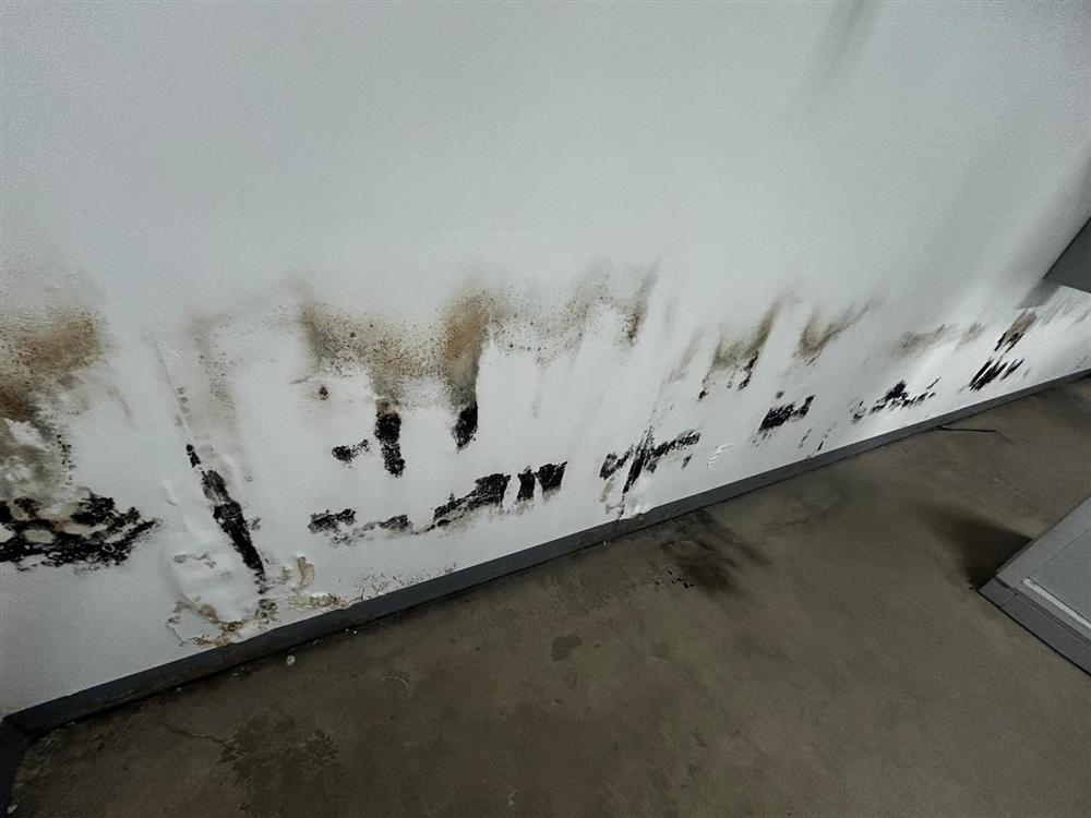 Moisissures noires en pied de mur
