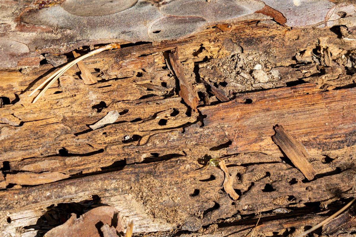 Bois de charpente attaqué par des insectes