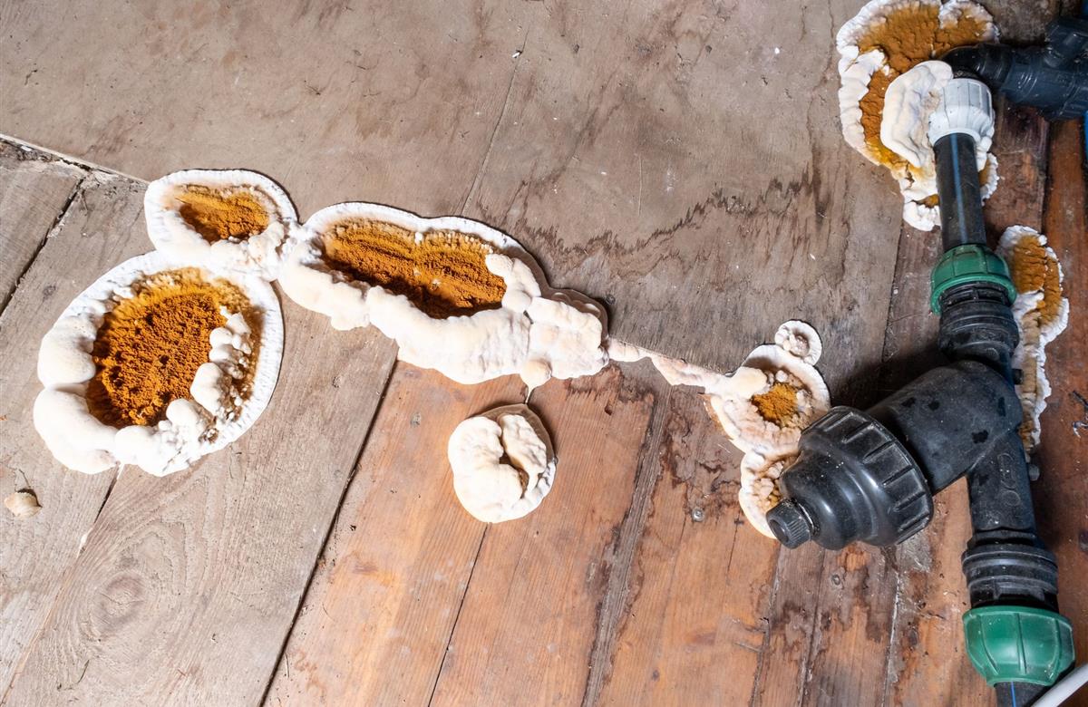 Champignons lignivores sur du bois humide